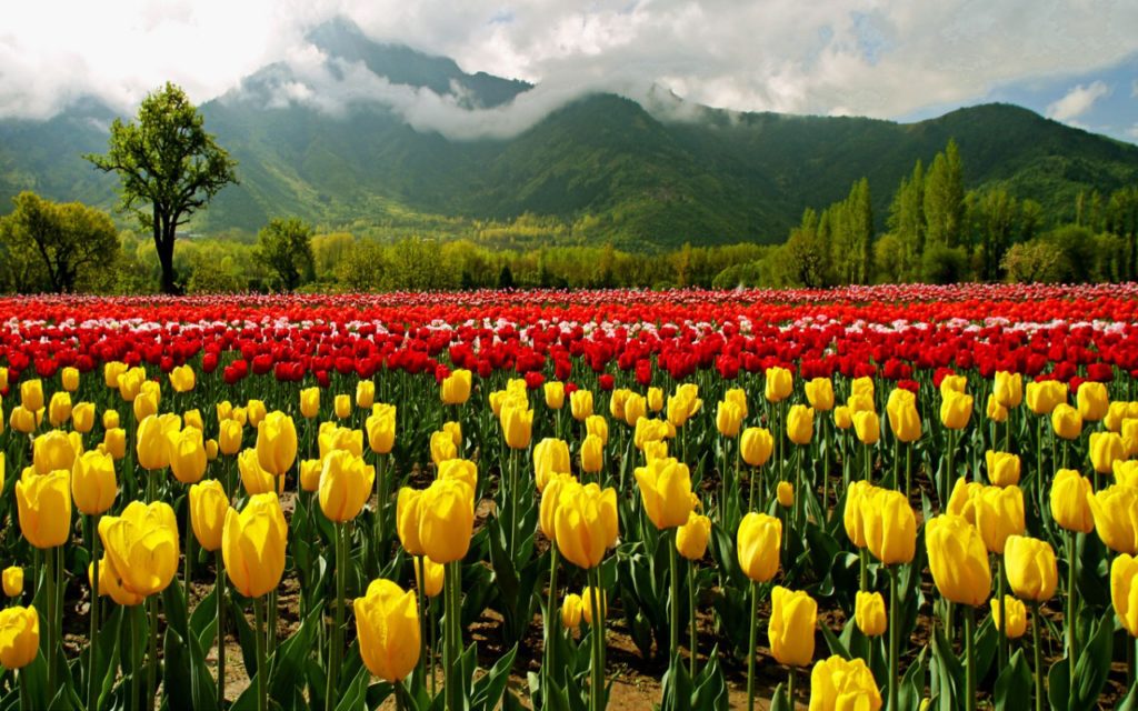 KASHMIR tulip-garden